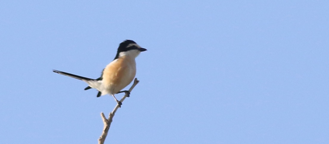 Masked Shrike
